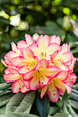 Rhododendron 'Robert de Belder'