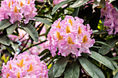 Rhododendron 'Frühauf'