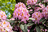 Rhododendron 'Frühauf'