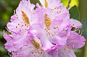 Rhododendron 'Gisela'