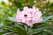 Rhododendron calophytum 'Sarastro'