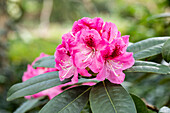 Rhododendron 'Böhlje's Sämling'