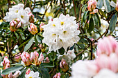 Rhododendron yakushimanum 'Hasso'