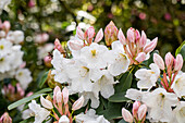 Rhododendron yakushimanum 'Hasso'