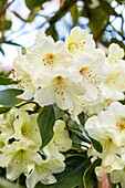 Rhododendron 'Letty Edwards'