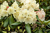 Rhododendron yakushimanum 'Katharina'