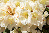 Rhododendron yakushimanum 'Nippon'