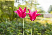 Tulipa lilienblütig