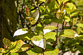 Actinidia kolomikta