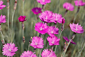 Dianthus gratianopolitanus 'Fire Witch'