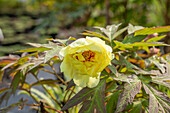 Paeonia x suffruticosa 'High Noon'