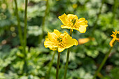 Trollius pumilus