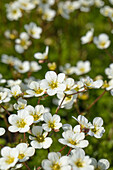 Saxifraga x arendsii 'Adebar'