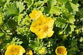 Potentilla megalantha