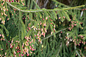 Picea abies 'Pendula'