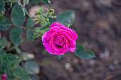 Rosa 'Dunkelrote Hermosa'