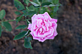 Rosa 'Beauty of Rosemawr'
