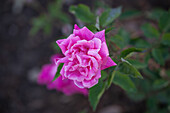 Rosa chinensis 'Papillon'