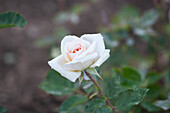 Rosa 'Titania'