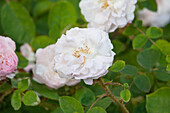 Rosa x centifolia 'Alfred de Dalmas'