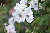 Climbing rose, white