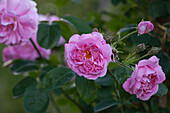 Rosa 'Christine Wright'