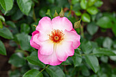 Shrub rose, pink-white