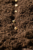 Sowing - Seeds in soil