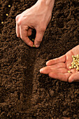 Sowing - Planting seeds in soil