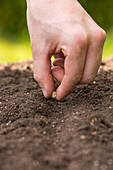Sowing - Planting seeds in soil