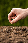Aussaat - Samen in Erde legen