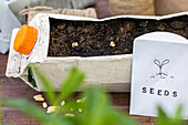 Sowing - Milk carton bed