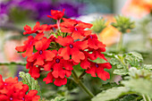 Verbena, red