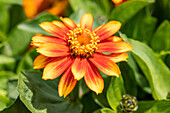 Zinnia marylandica, orange-gelb