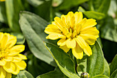 Zinnia marylandica