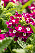 Verbena hybride, purple