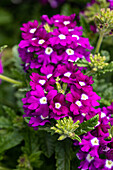 Verbena, violet