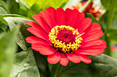 Zinnia elegans, red