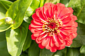 Zinnia elegans, red