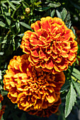 Tagetes patula, orange