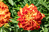 Tagetes patula nana