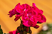 Pelargonium interspecific, rosarot