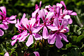 Pelargonium interspecific, rosa