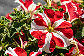 Petunia grandiflora, rot-weiß