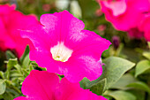 Petunia, pink