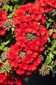 Verbena, red