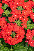 Verbena, red