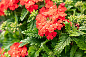 Verbena, red