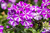 Verbena Hybride, violett-weiß