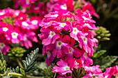 Verbena hybrid, pink-red